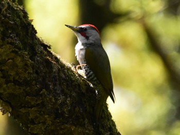 Japanese Green Woodpecker Akigase Park Mon, 4/15/2024