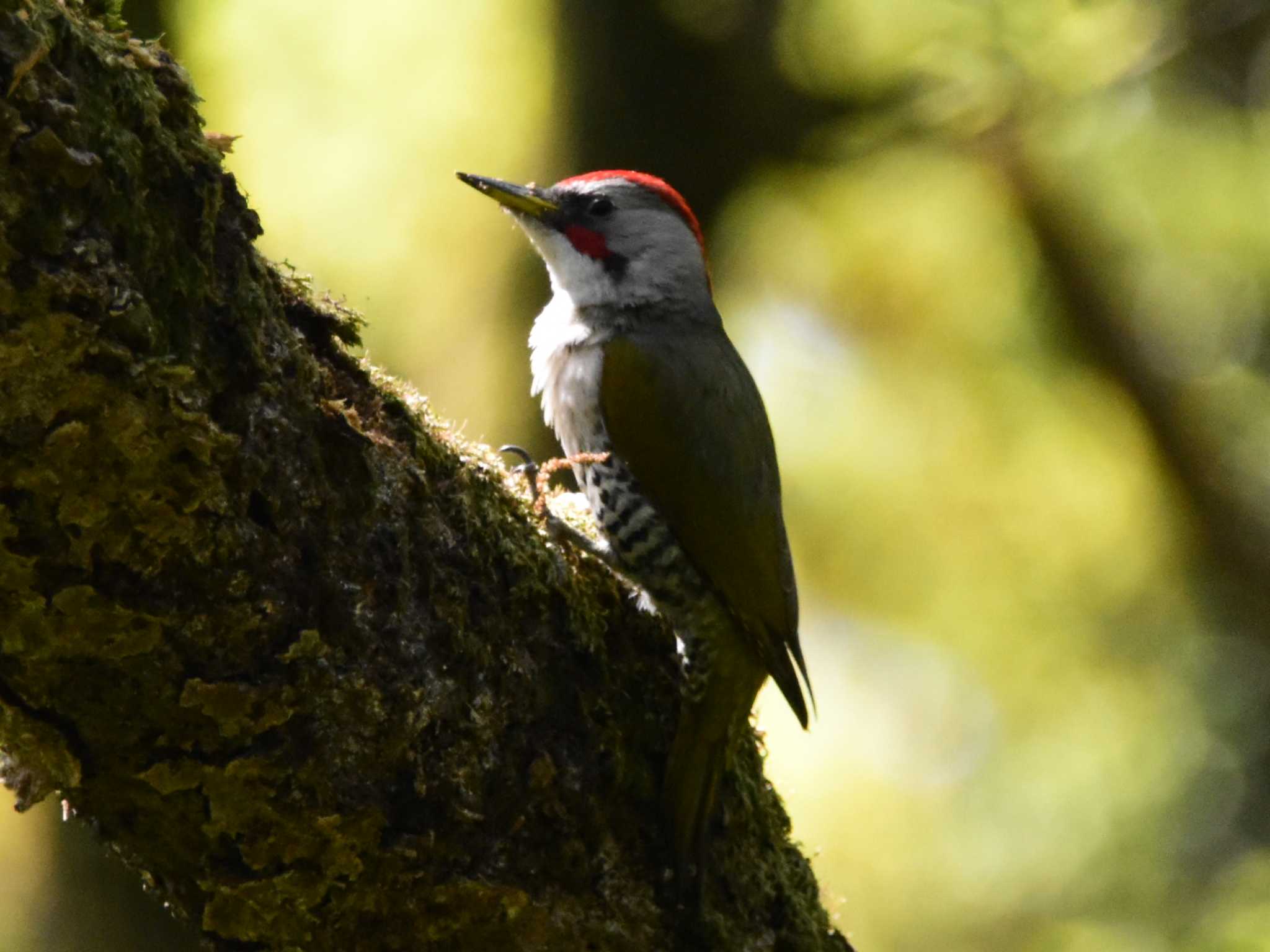 Japanese Green Woodpecker