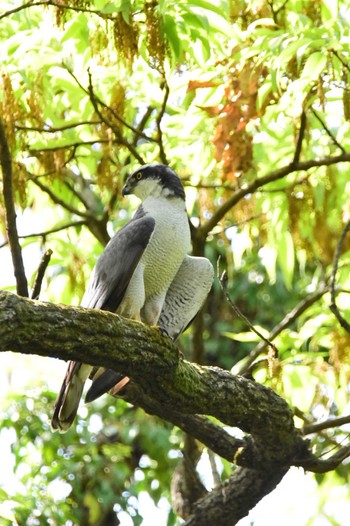 Eurasian Goshawk Akigase Park Mon, 4/15/2024