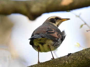 Dusky Thrush Akigase Park Mon, 4/15/2024