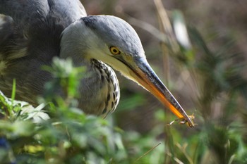 Grey Heron ＭＦ Sat, 11/25/2023