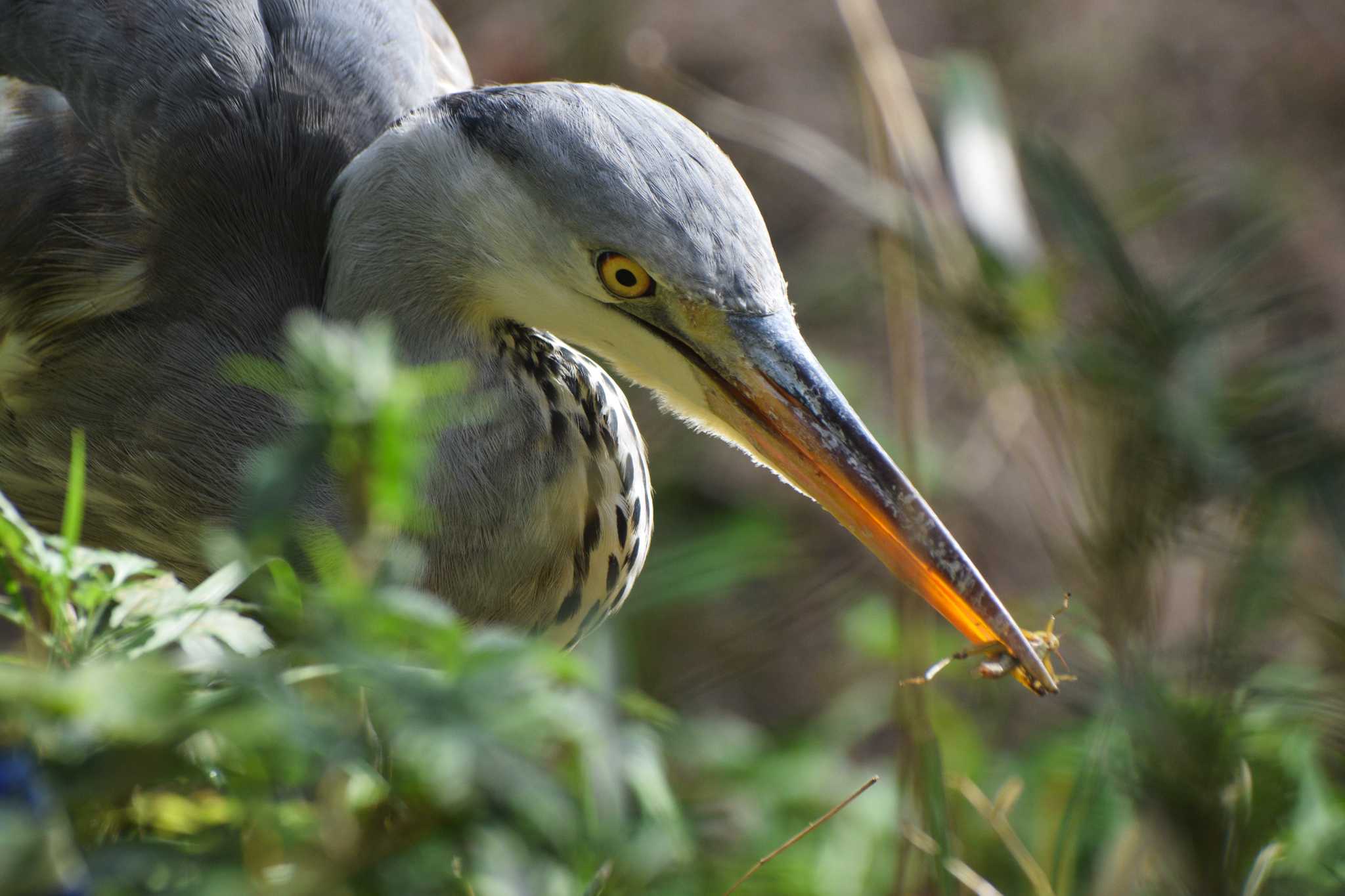 Grey Heron