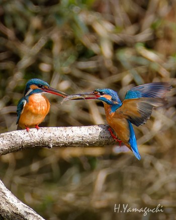 Common Kingfisher 千葉市泉自然公園 Sat, 4/13/2024