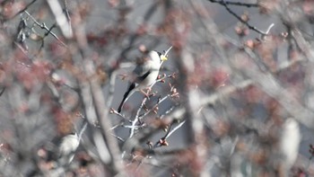 2024年4月15日(月) 長野県川上村の野鳥観察記録