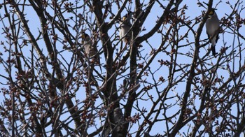 イカル 長野県川上村 2024年4月15日(月)