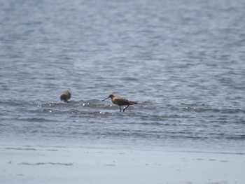 Bar-tailed Godwit Sambanze Tideland Sat, 4/13/2024