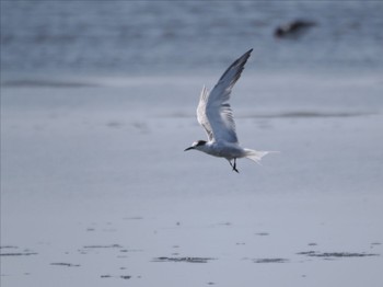 Common Tern Sambanze Tideland Sat, 4/13/2024