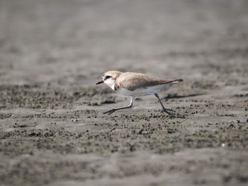 シロチドリ ふなばし三番瀬海浜公園 2024年4月13日(土)