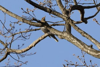 Pale Thrush Kodomo Shizen Park Sat, 3/30/2024