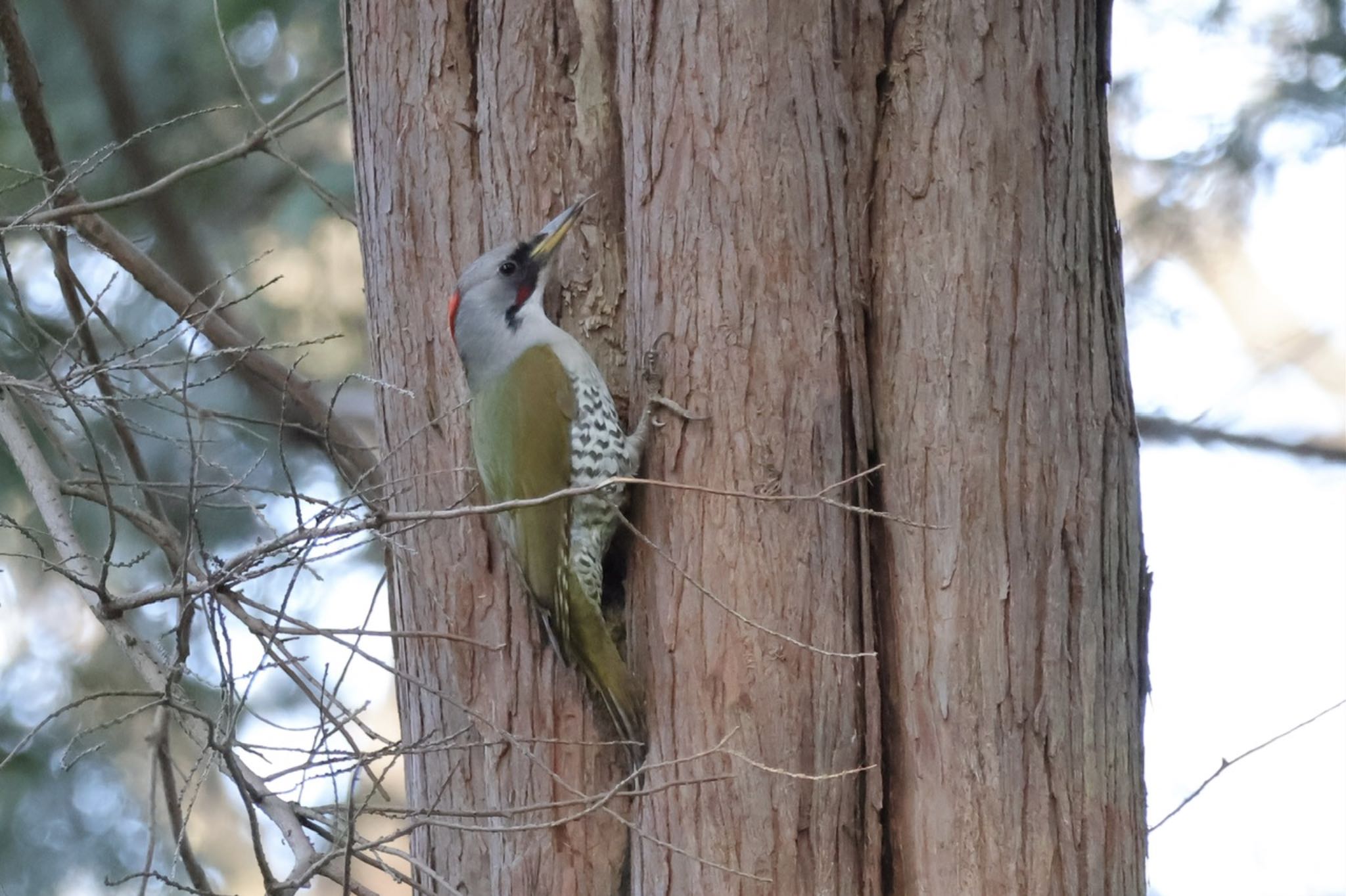 Photo of Japanese Green Woodpecker at Kodomo Shizen Park by ToriaTama