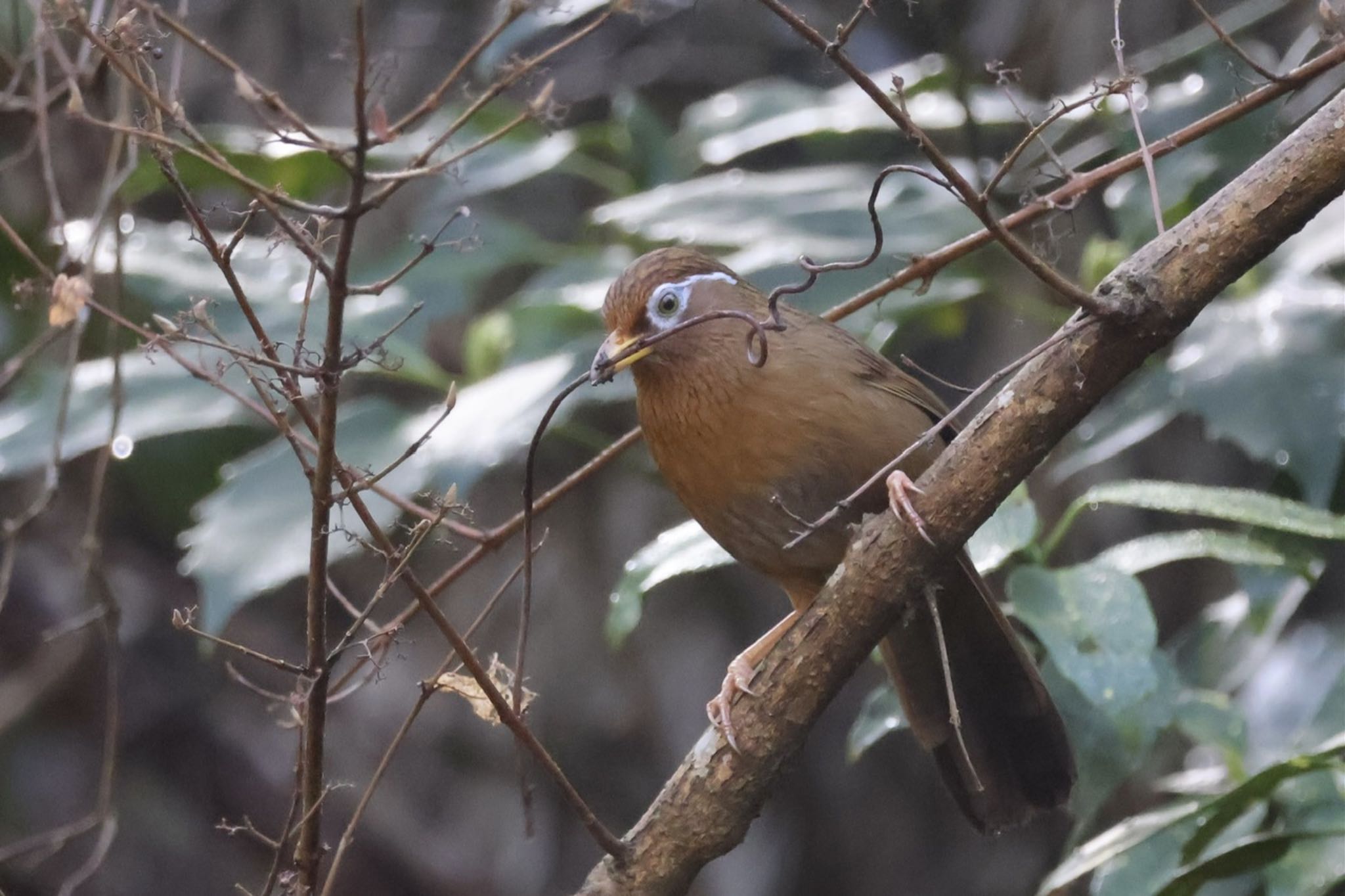 こども自然公園 (大池公園/横浜市) ガビチョウの写真 by ToriaTama