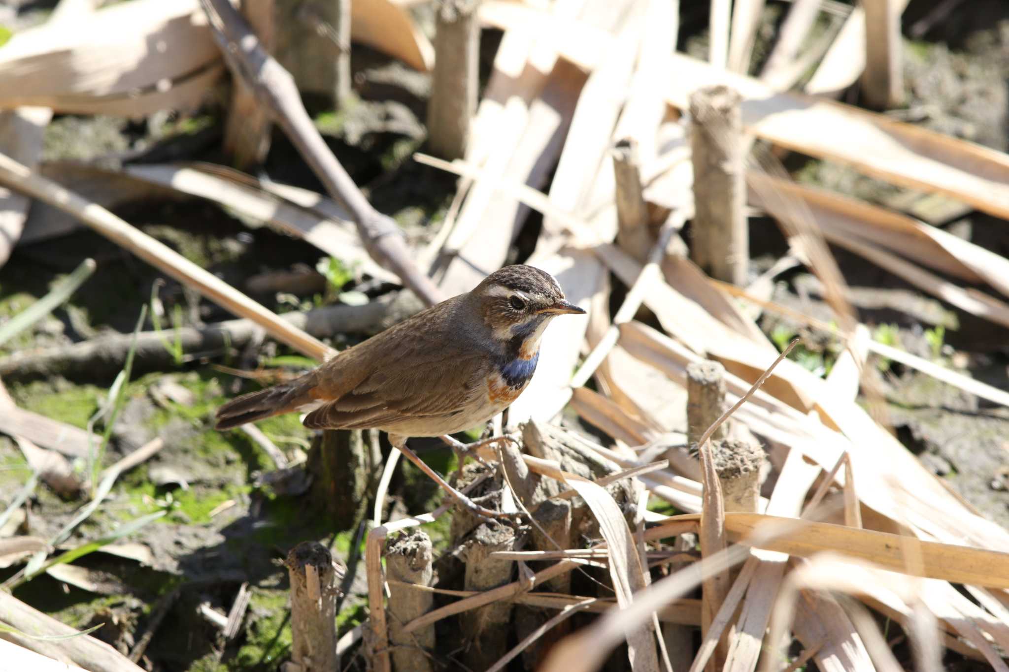 Photo of Bluethroat at  by Trio