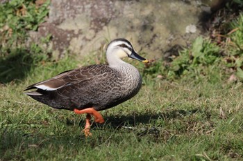 カルガモ こども自然公園 (大池公園/横浜市) 2024年3月30日(土)