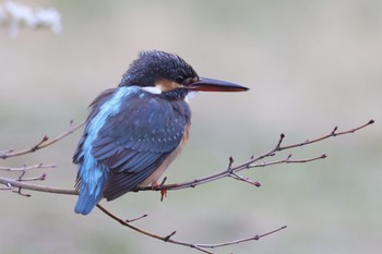 Common Kingfisher Kodomo Shizen Park Sat, 3/30/2024