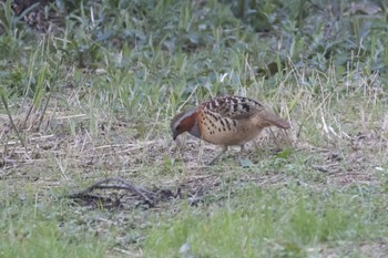 Chinese Bamboo Partridge Kodomo Shizen Park Sat, 3/30/2024