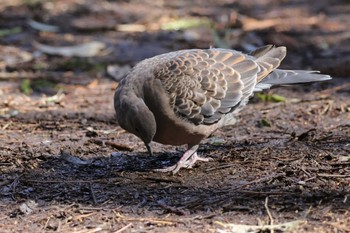 キジバト こども自然公園 (大池公園/横浜市) 2024年3月30日(土)