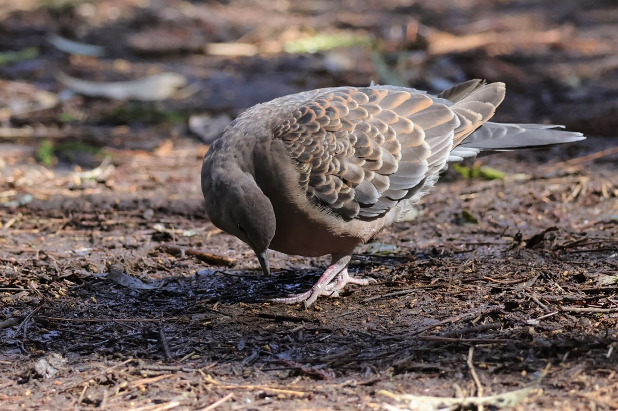 Oriental Turtle Dove