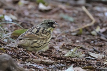 Masked Bunting Kodomo Shizen Park Sat, 3/30/2024