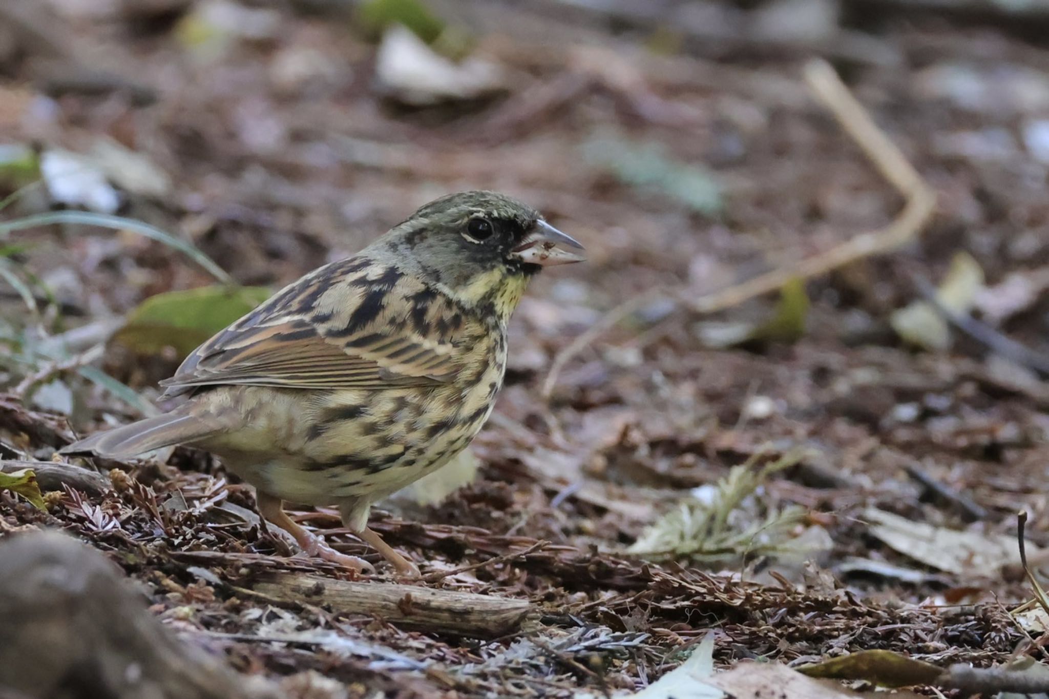 Photo of Masked Bunting at Kodomo Shizen Park by ToriaTama