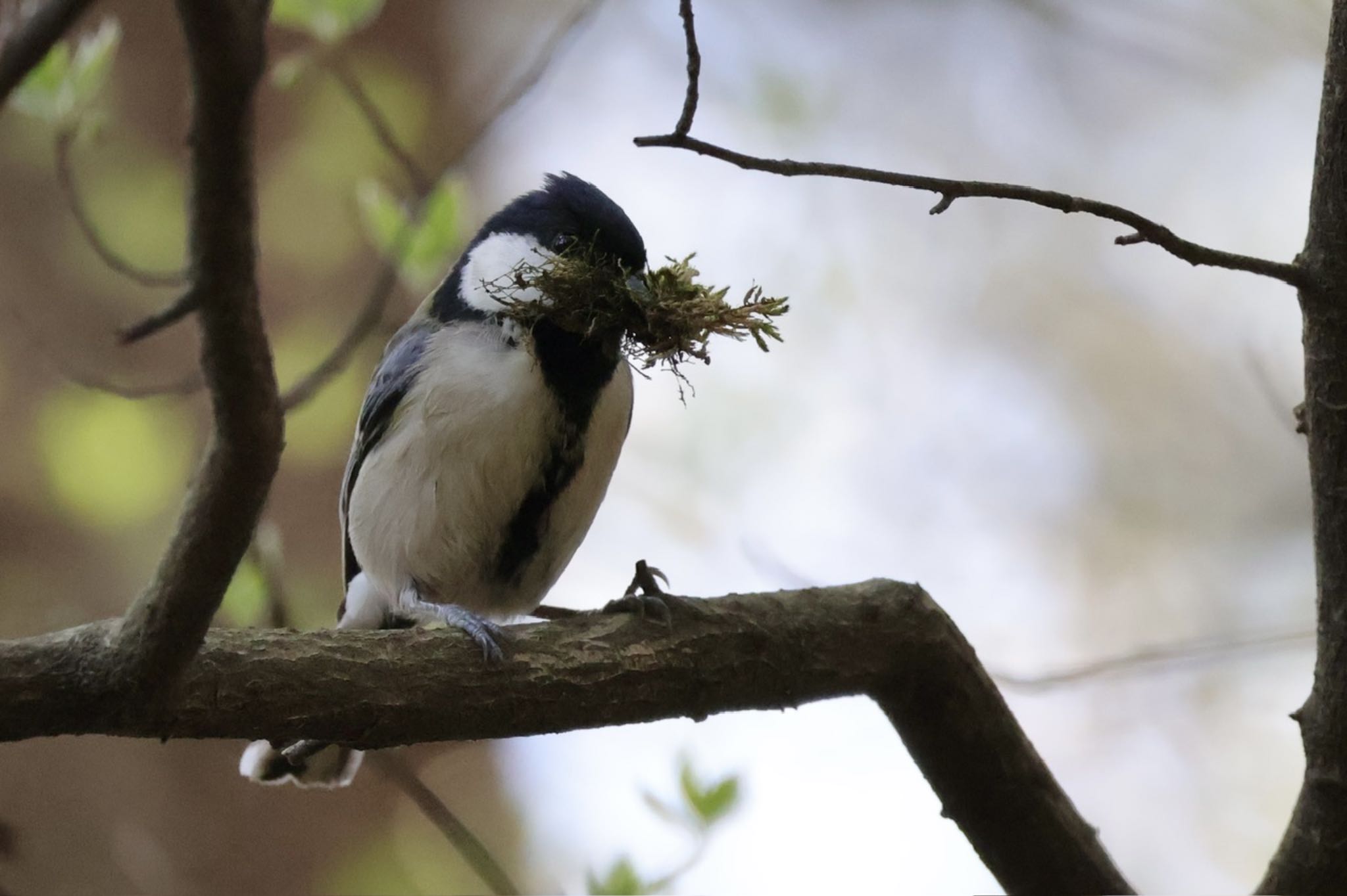 Japanese Tit