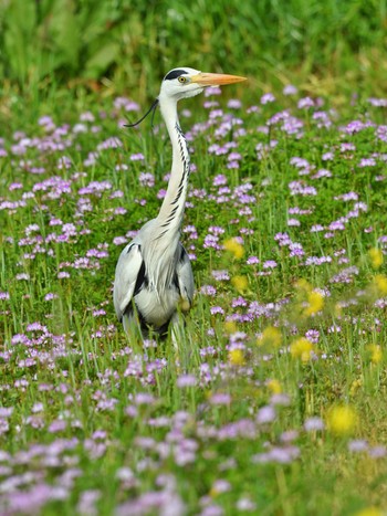 Grey Heron Unknown Spots Sun, 4/7/2024