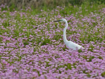 Great Egret(modesta)  Unknown Spots Sun, 4/7/2024