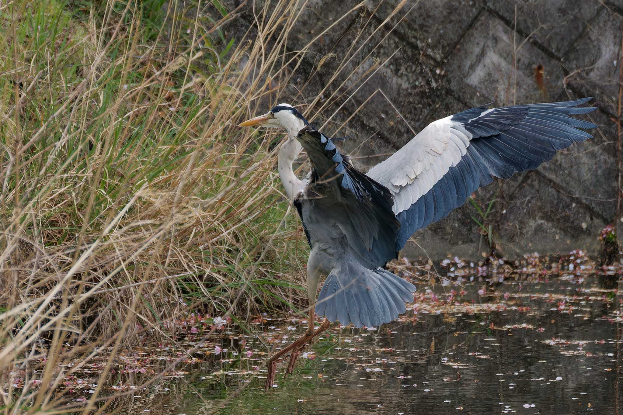 Photo of Grey Heron at 京都府 by Syun