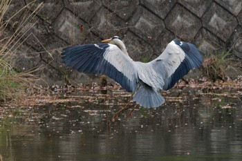 Grey Heron 京都府 Sun, 4/14/2024