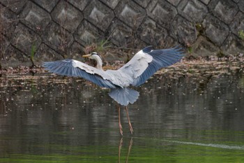 Grey Heron 京都府 Sun, 4/14/2024