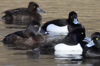 クビワキンクロ こども自然公園 (大池公園/横浜市) 2024年3月30日(土)