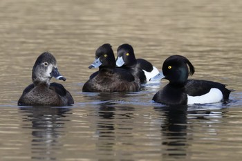 クビワキンクロ こども自然公園 (大池公園/横浜市) 2024年3月30日(土)