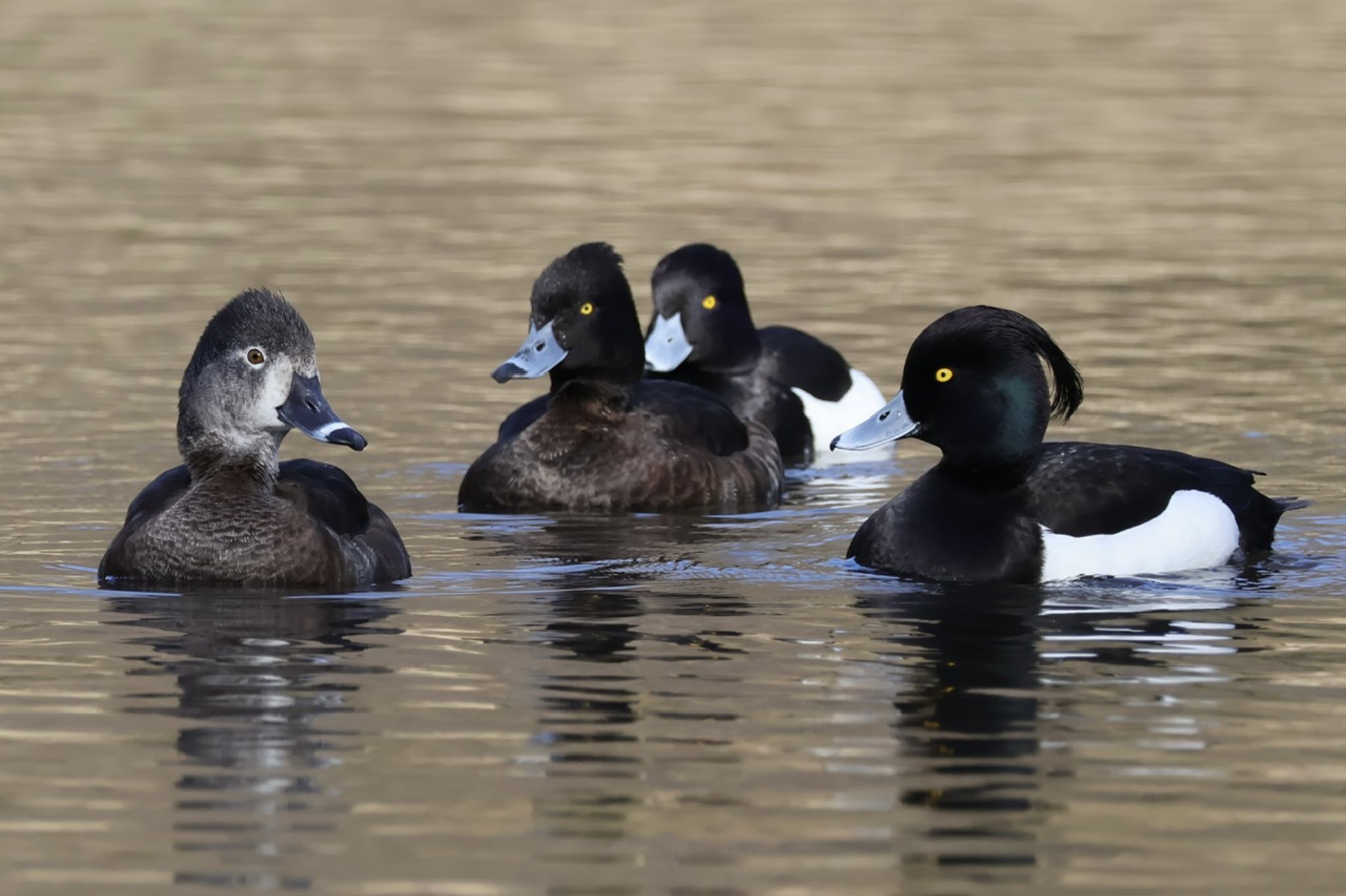 Photo of Ring-necked Duck at Kodomo Shizen Park by ToriaTama