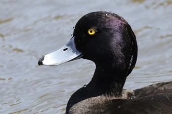 キンクロハジロ こども自然公園 (大池公園/横浜市) 2024年3月30日(土)