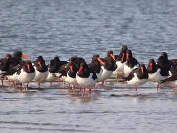 Eurasian Oystercatcher Sambanze Tideland Sat, 4/13/2024