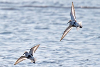 Dunlin Sambanze Tideland Sat, 4/13/2024