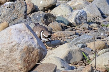 Long-billed Plover 自宅近所 Sun, 4/14/2024