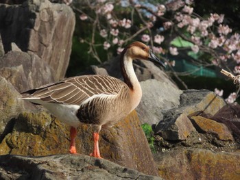 Swan Goose Oikeshinsui Park Sun, 4/14/2024