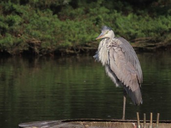 Grey Heron Oikeshinsui Park Sun, 4/14/2024