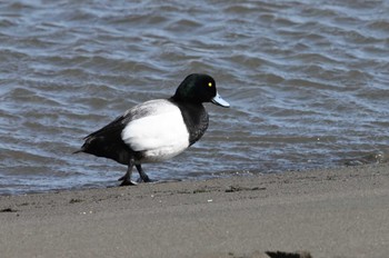 Greater Scaup Kasai Rinkai Park Sun, 3/17/2024