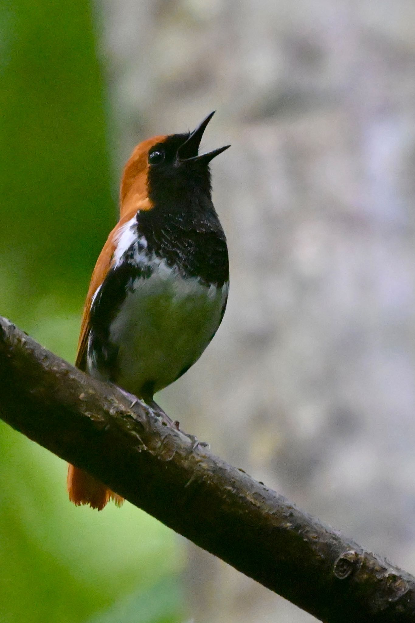 Photo of Ryukyu Robin at  by 美妃8