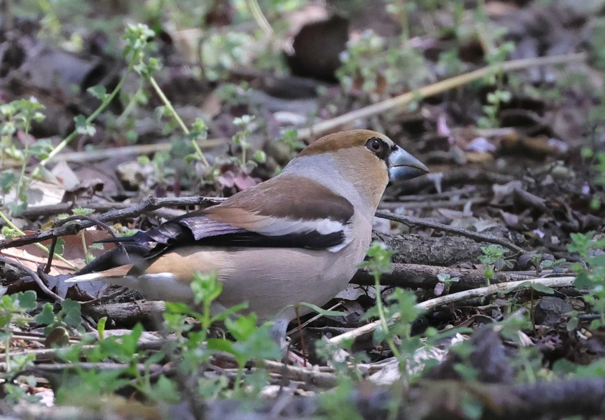 Photo of Hawfinch at 多摩地区 by taiga
