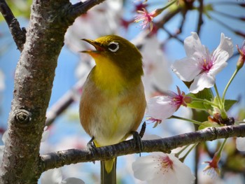 Warbling White-eye Shakujii Park Wed, 4/10/2024