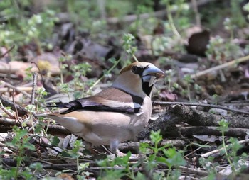 Hawfinch 多摩地区 Wed, 4/10/2024