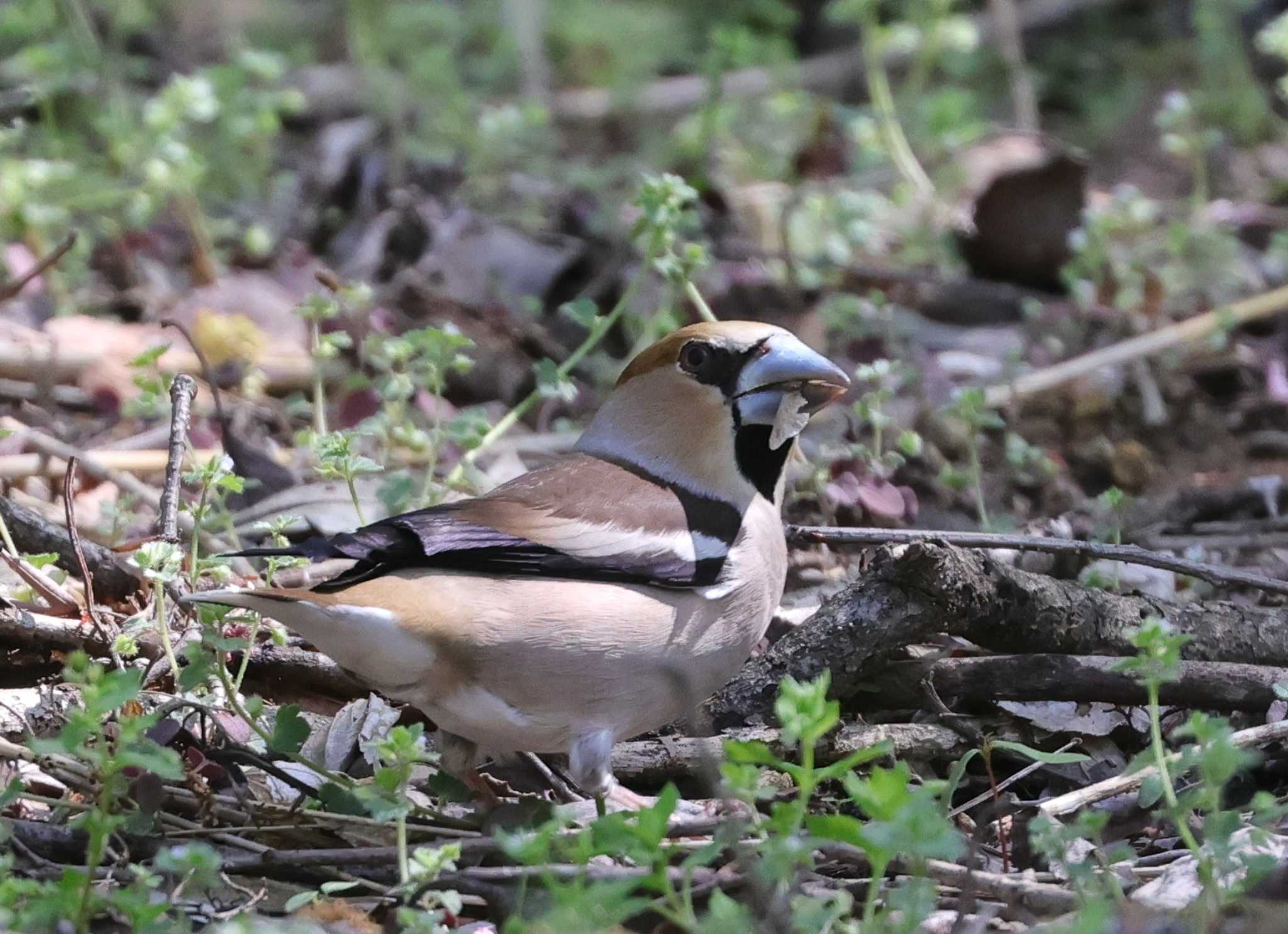 Photo of Hawfinch at 多摩地区 by taiga