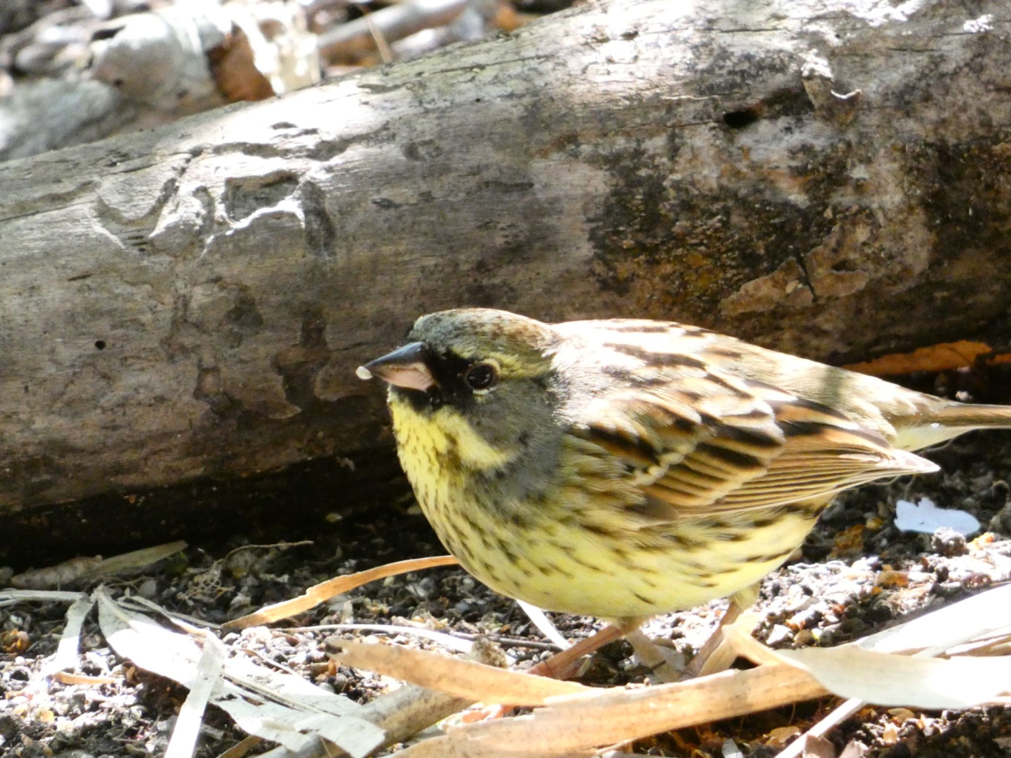 Masked Bunting