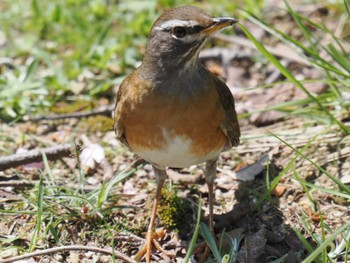 Eyebrowed Thrush 島根県美保関町 Sat, 4/13/2024