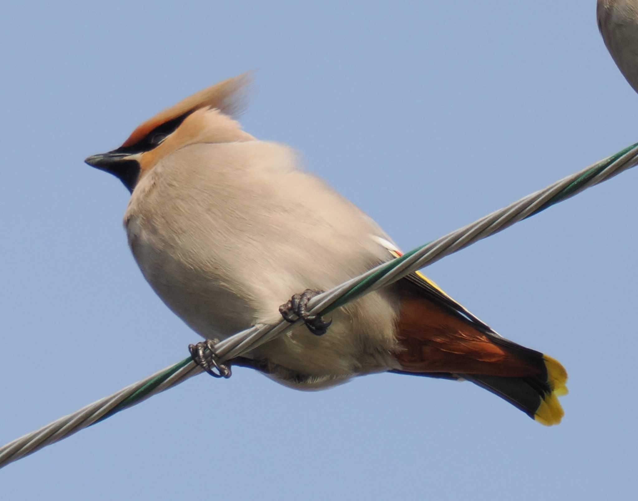 Photo of Bohemian Waxwing at 鳥取県米子市 by Ruri