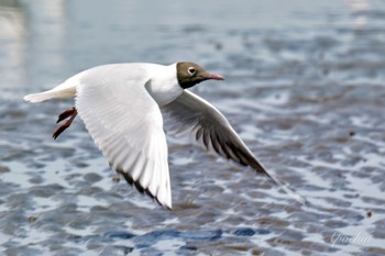 ユリカモメ ふなばし三番瀬海浜公園 2024年4月13日(土)