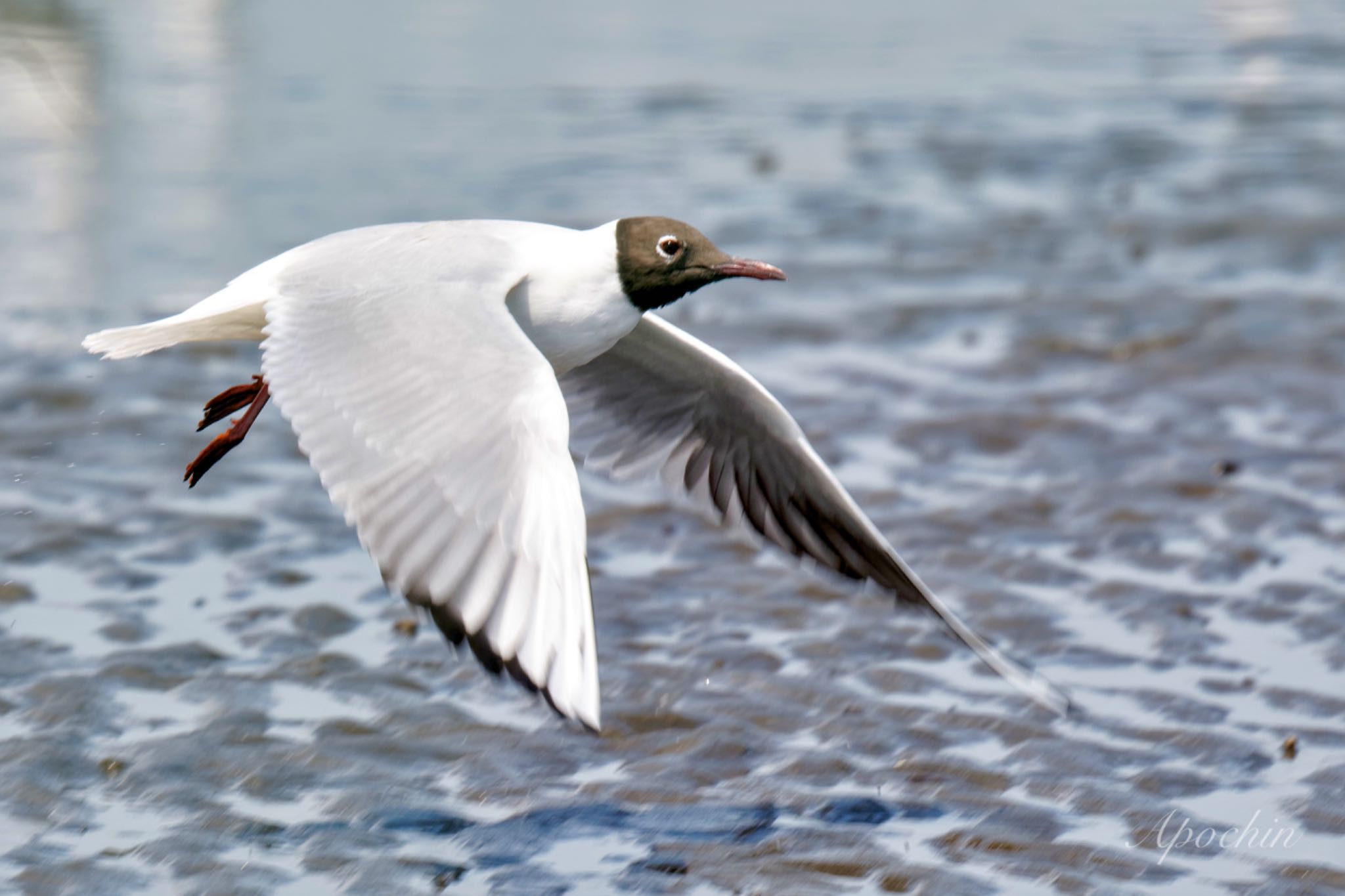 Black-headed Gull