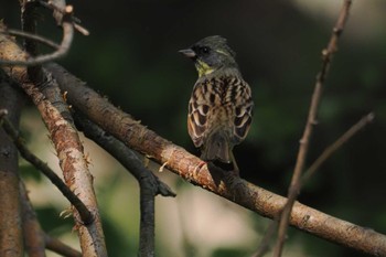 Masked Bunting 多摩川二ヶ領宿河原堰 Sun, 4/14/2024